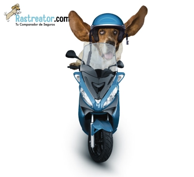 Fotógrafo de Perros para Rastreator: Perro montando en moto